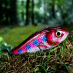 Piranha (16cm) - Rainbow Trout