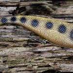 Soft Plastic Shad - Spotted Bullhead