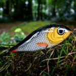 Piranha (16cm)  - Mört