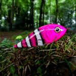 Piranha (16cm) - Nemo