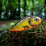 Piranha (16cm) - Golden