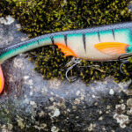Flat Shad - Perch